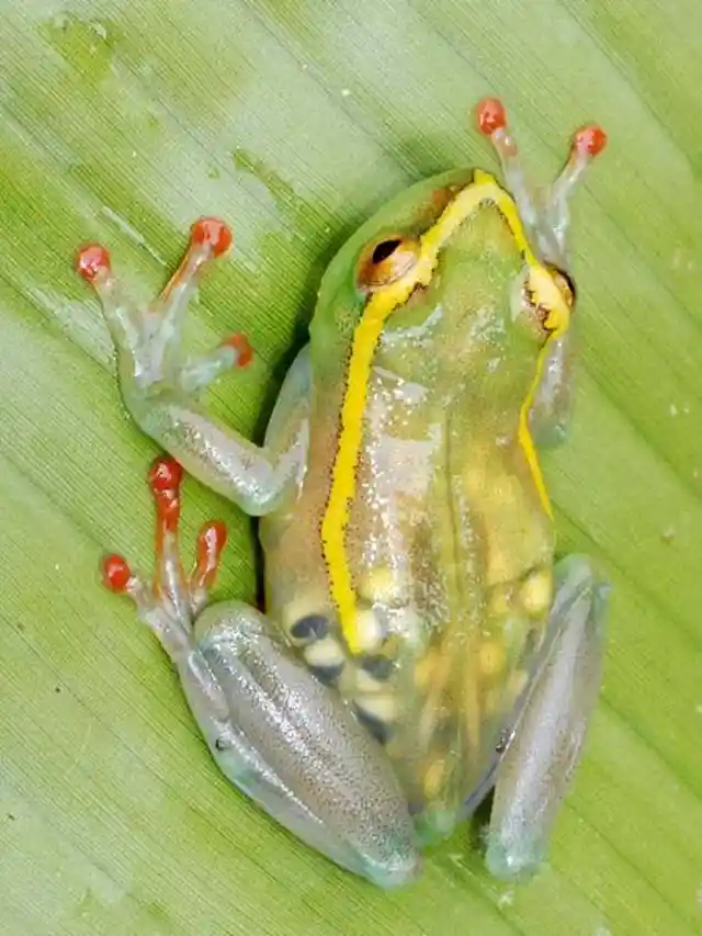 Frustrated Frog Ready for the End