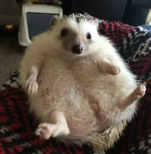 Hefty Hedgehog About to Give Birth