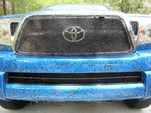 2. Dead Bug Removal from Car Grill