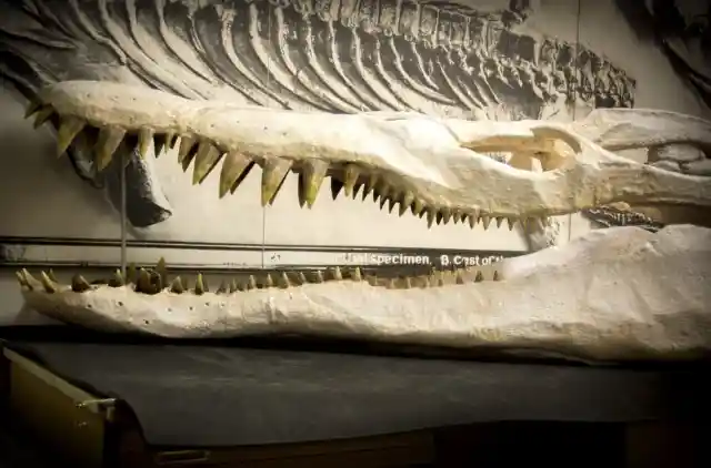 250 Million Year Old Pliosaur Bone
