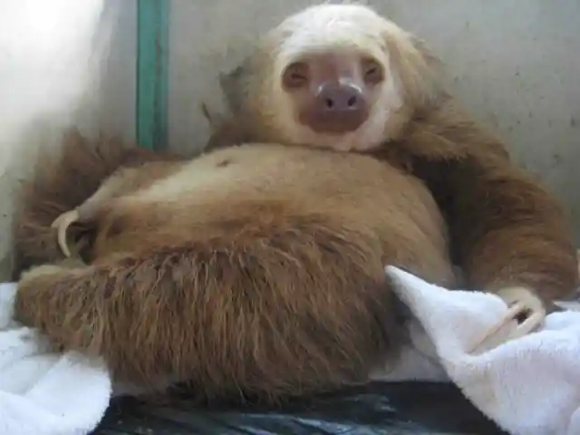 Sluggish Mother Sloth