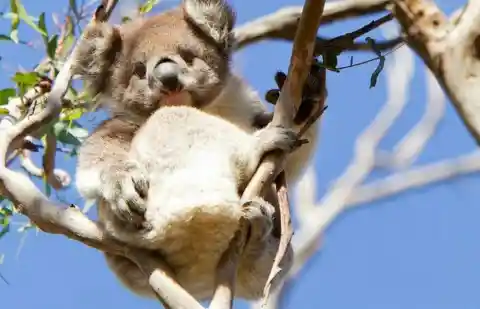 Koala “Kuteness”