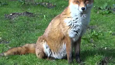 Fat Fox Mama
