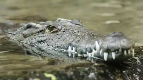 A Man-Eating Crocodile