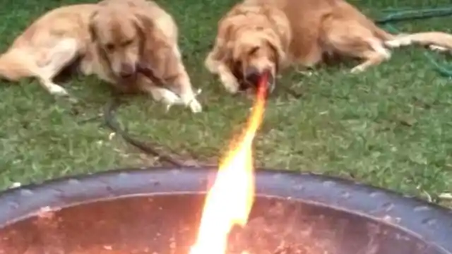 Fire-Eating Dog