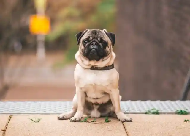 Pug