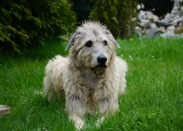 Irish Wolfhound