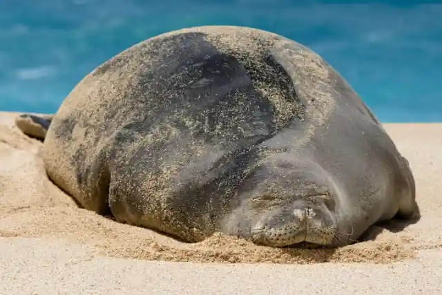 The Monk Seal Waits