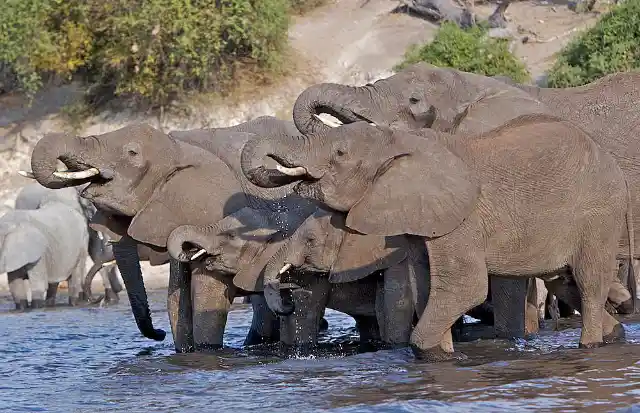 Three Different Types of Elephants