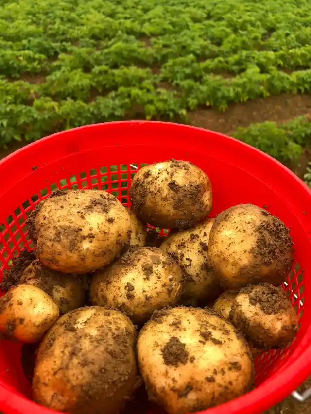 Potatoes