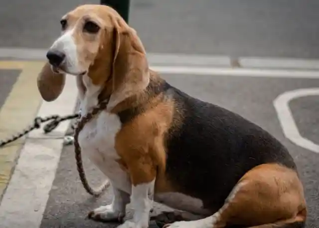 Basset Hound