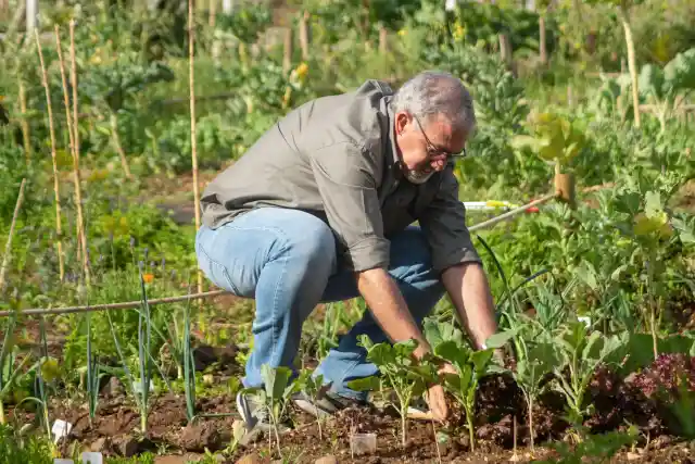 Grow Your Food