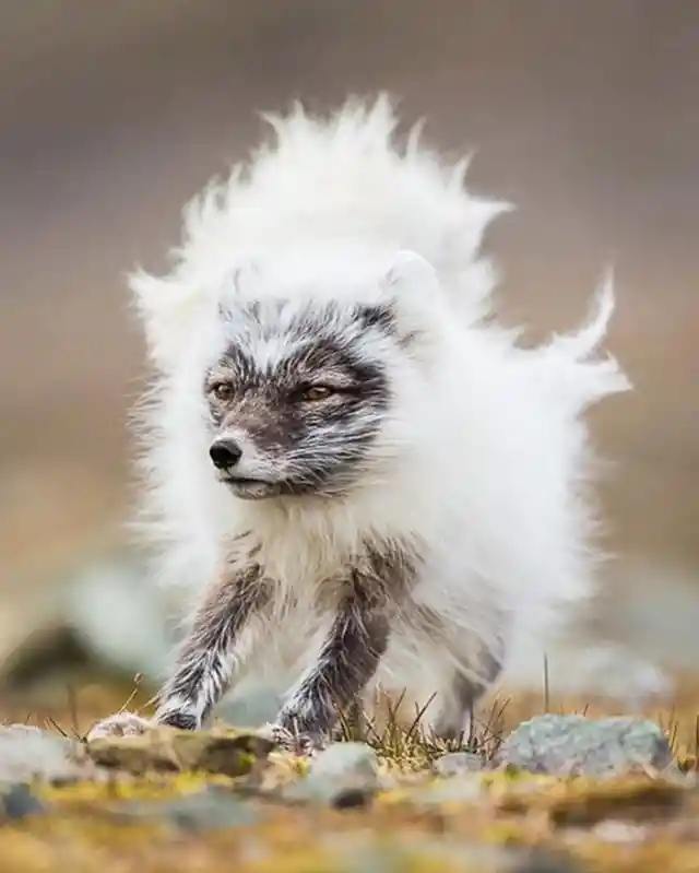 A fluffy Arctic fox kit shedding his winter coat.