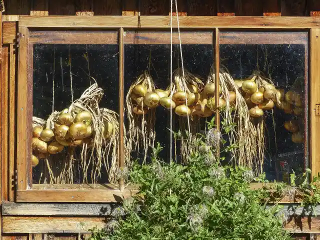 Hanging Onions