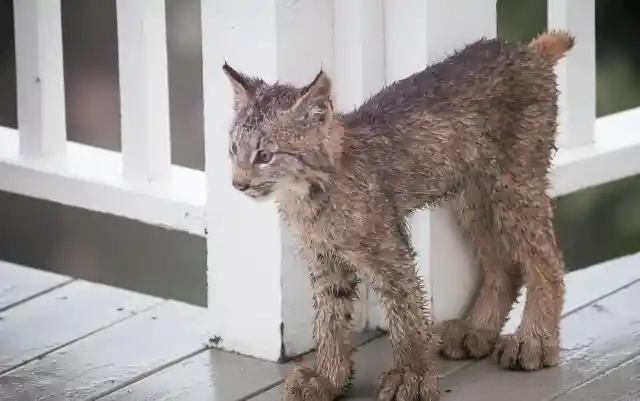 A Lynx Kitten