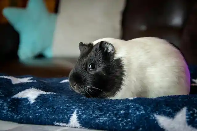 Guinea Pig