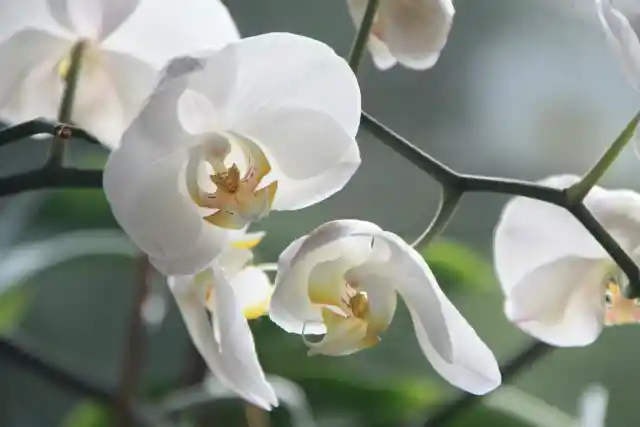 Orchids