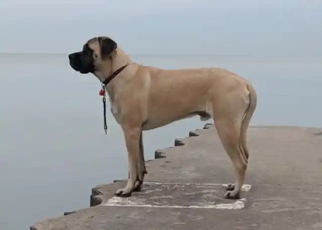 The Old English Mastiff 