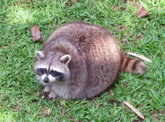 A Really Round Raccoon