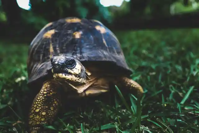 Tortoise&nbsp;