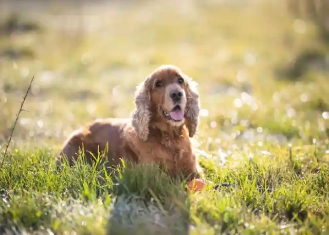 Cocker Spaniel 