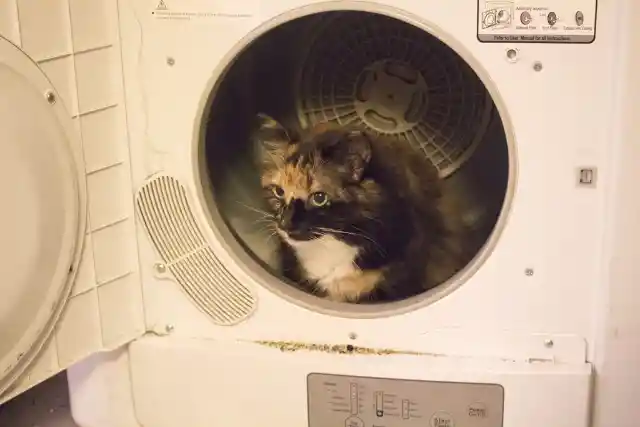  Why Did She Choose a Washing Machine?