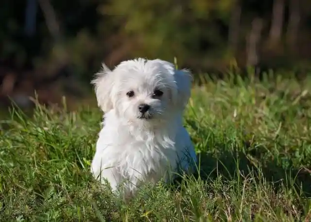 Maltese