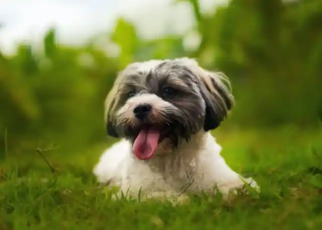 Havanese