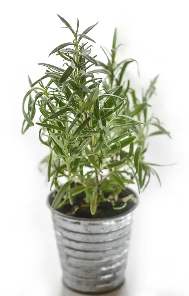 Rosemary