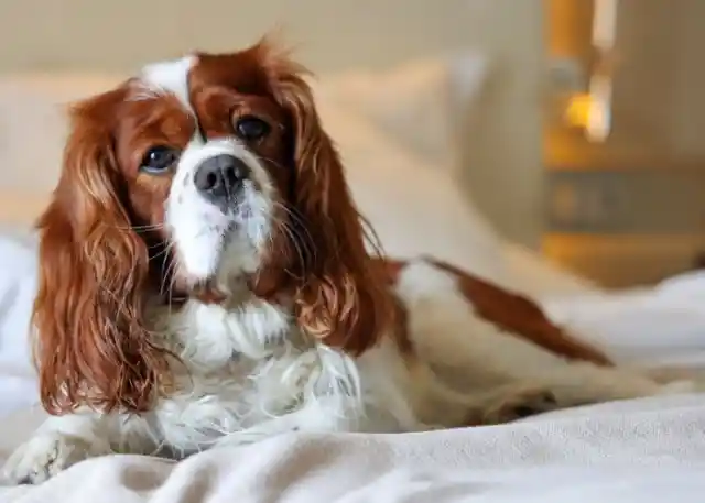 Cavalier King Charles Spaniel