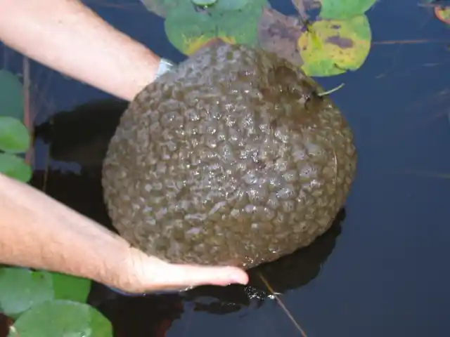 A Canadian Lagoon Is Being Taken Over By Bizarre Creatures That Look Like Brains