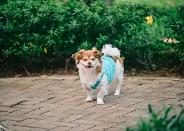 Japanese Chin