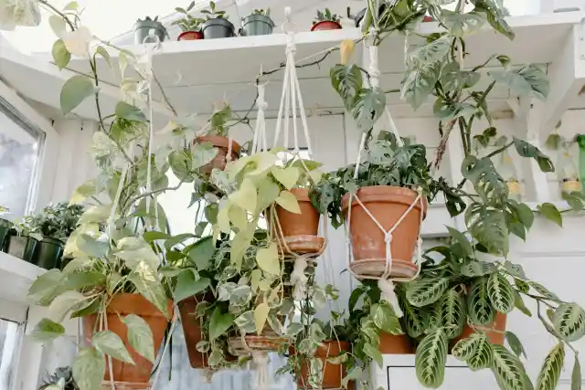 Hang Plants From The Ceiling