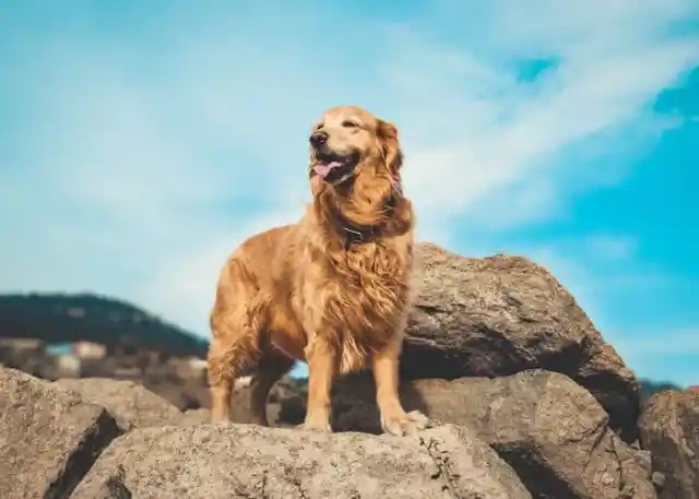 Golden Retriever