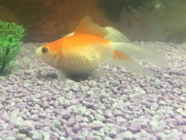 Seriously Pregnant Goldfish