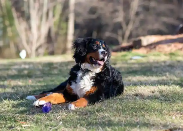 Bernese Mountain Dog