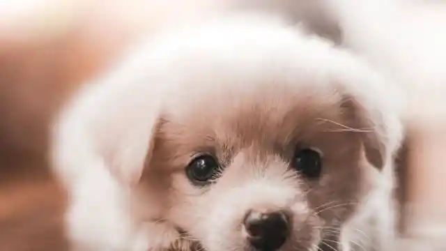A Puppy