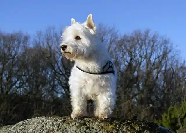 West Highland White Terrier