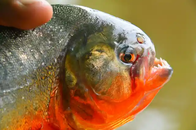 Piranha