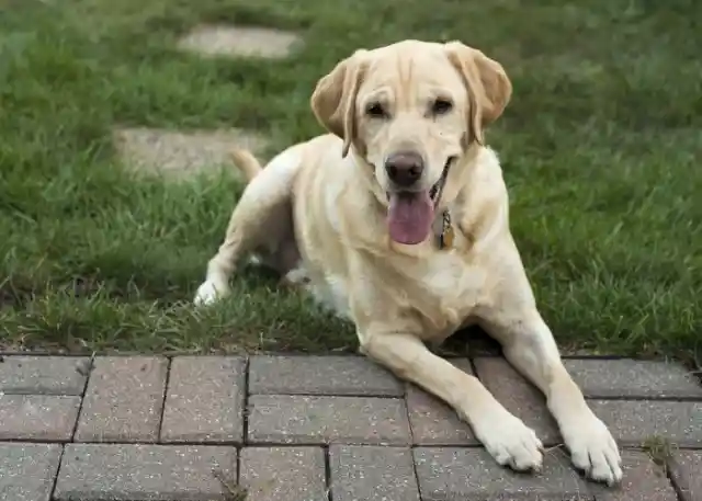 Labrador Retriever