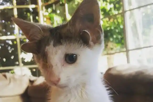 This Poor Kitten Was Trapped Under A House, But When Rescuers Came They Noticed Something Strange