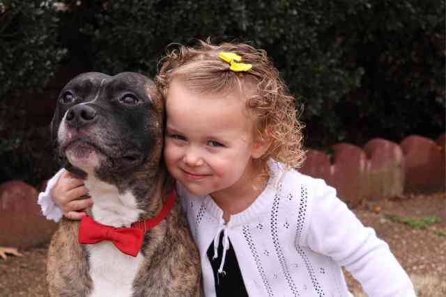 The Campbell Family’s Beloved Pitbull 