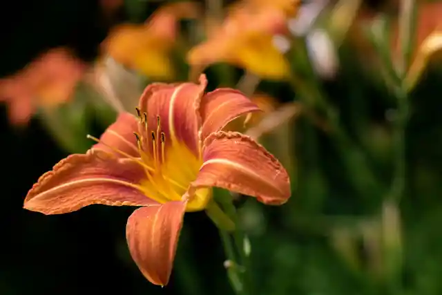 The Lily Stargazer