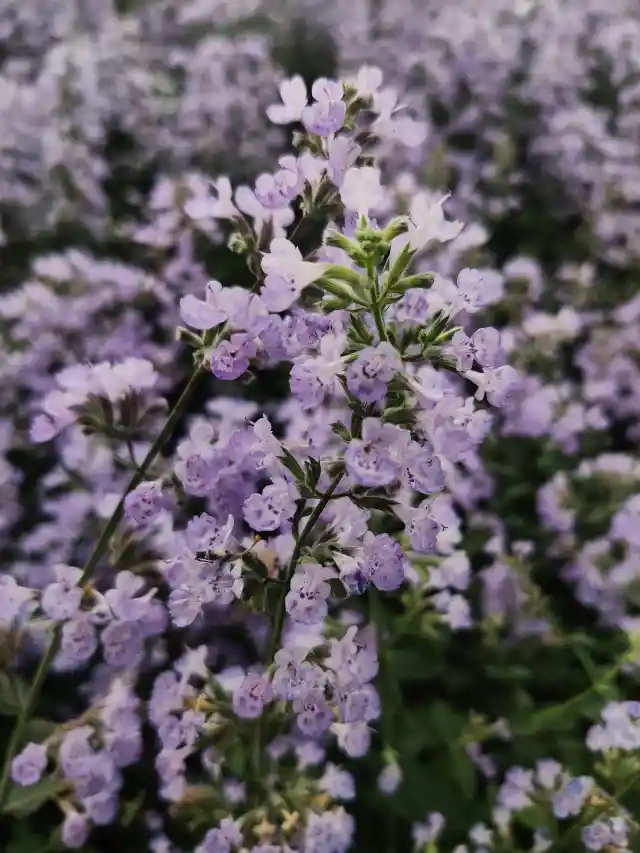 Catmint