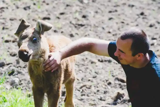 Rescued Moose Returns To Show Her Love To The Man Who Saved Her