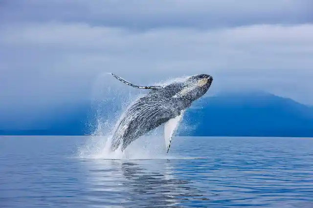 1. The Beauty of the Whale