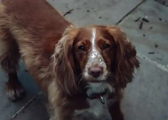 Clumber Spaniel