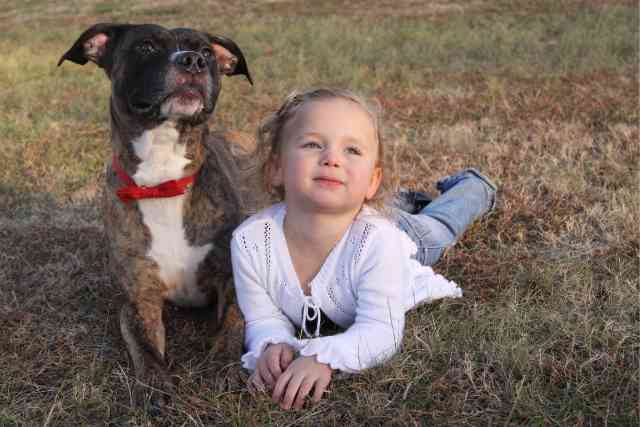 Toddler Goes Missing For Two Days, Then Pit Bull Returns Home