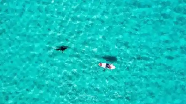 Shark Vs. Paddle Board