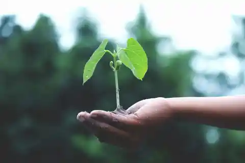 Smart Plant Monitors